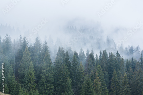 scenic fog in the mountains forest in the fall
