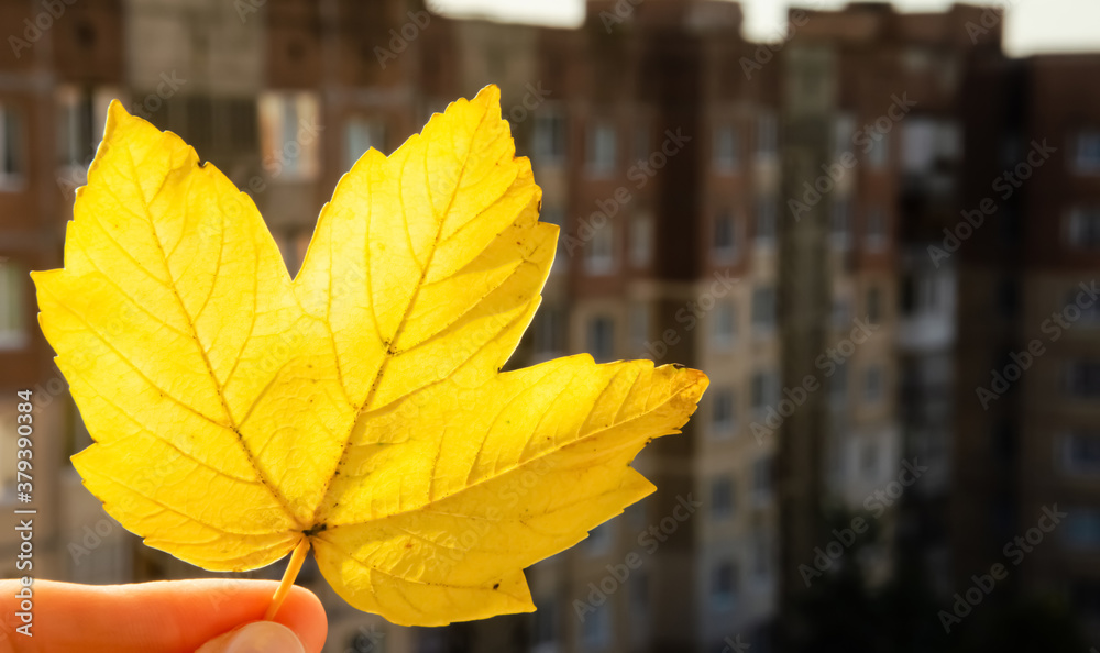 Close-up yellow maple leaf in hand on blurred background of multi-storey buildings. Autumn in the city concept. Hand holding yellow leaf on urban background with copy space.