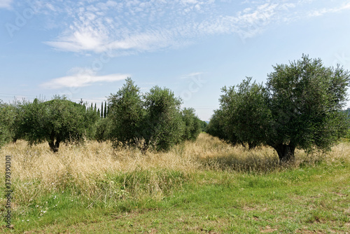 Italien - Toskana - Castagneto Carducci - Umland photo