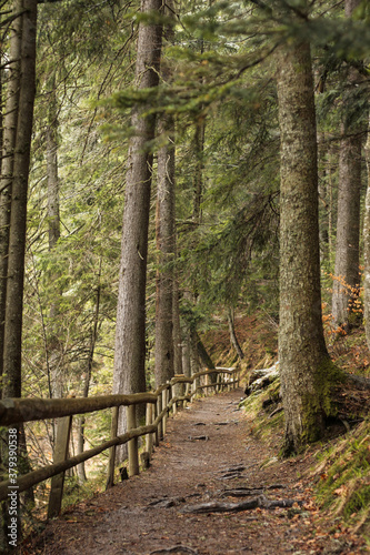 footpath in the woods