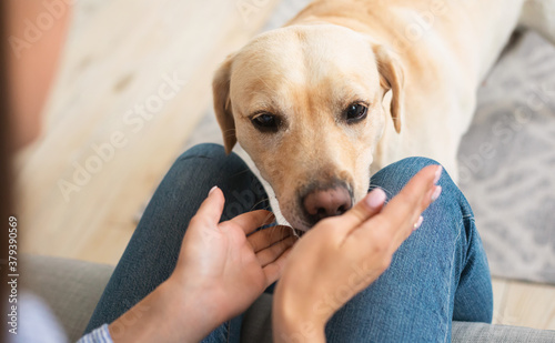 Labrador retriever playing with his owner at home