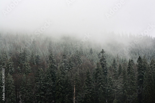 scenic fog in the mountains forest in the fall