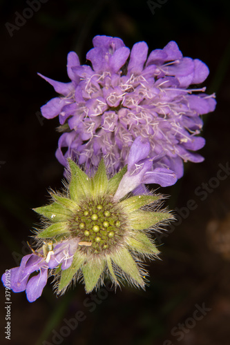 Purple flower