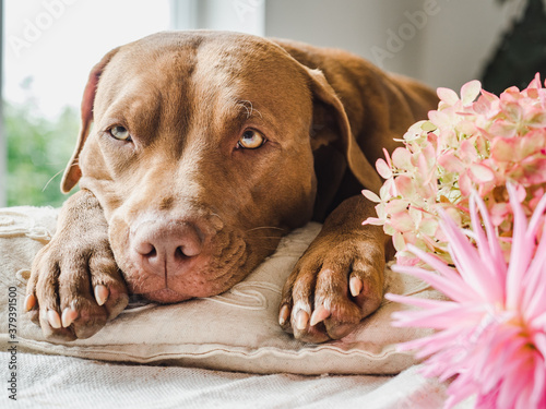 Beautiful, bright bouquet of flowers and a cute puppy. Side view, close-up