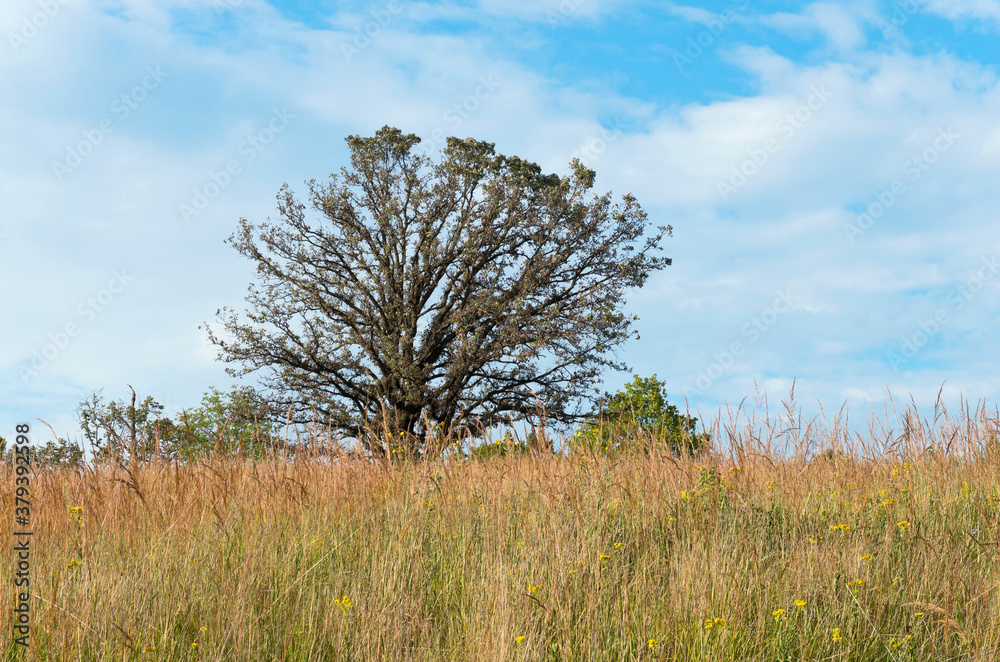 bur oak tree or quercus macrocarpa and tall grass prairie bur oak tree or quercus macrocarpa and tall grass prairie