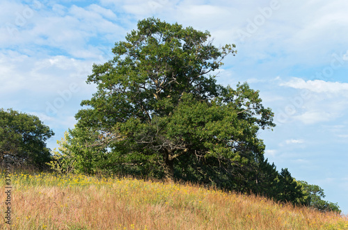 trees and prairie atop grassy hill