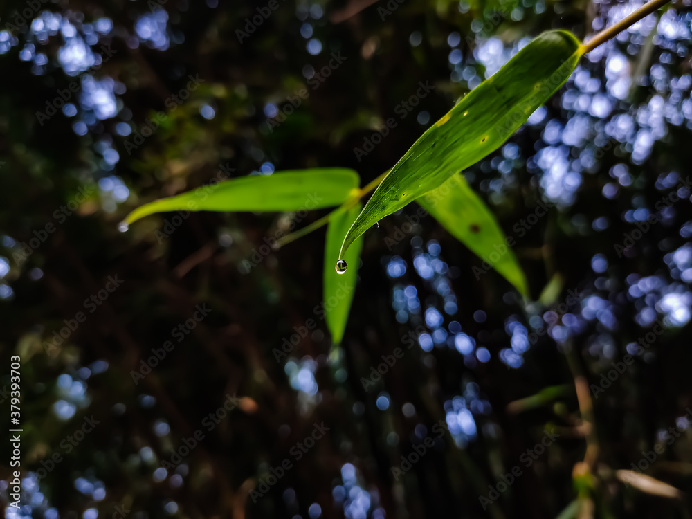 A small dew drop on a winter morning hangs on the end of a new bamboo leaf. A small dew drop on a winter morning hangs on the end of a new bamboo leaf.
