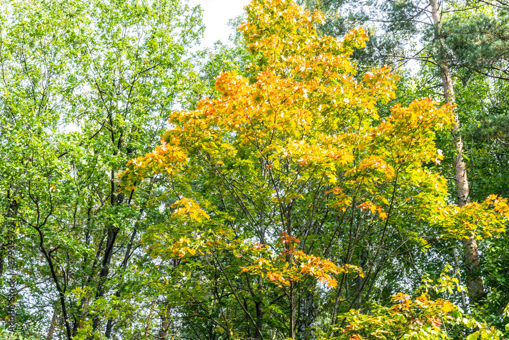 beautiful autumn forest in September, can be used for backgrounds, cards, wallpapers on PC and Smartphone beautiful autumn forest in September, can be used for backgrounds, cards, wallpapers on PC and Smartphone