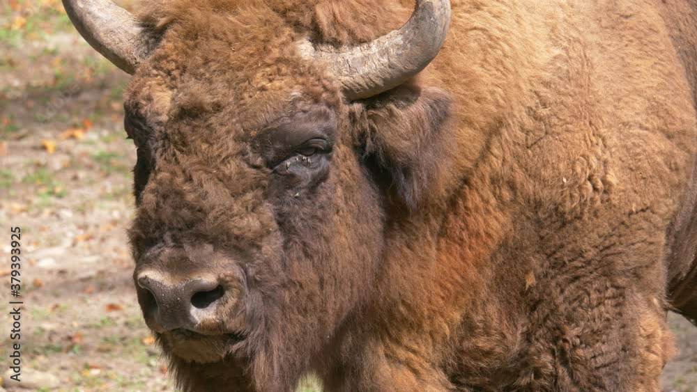 European Wisent Bison Enjoying sunny day in nature.Close up potrait shot. European Wisent Bison Enjoying sunny day in nature.Close up potrait shot.
