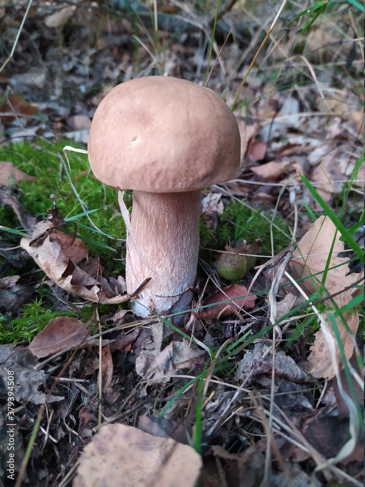 orange cap boletus orange cap boletus