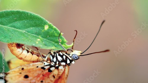 A female butterfly lays under a green leaf of grass in the open greenish meadows around Chennai city of India .monarch, queen photo