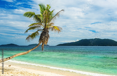 Fototapeta Naklejka Na Ścianę i Meble -  Coconut palm hanging over beach in Seychelles
