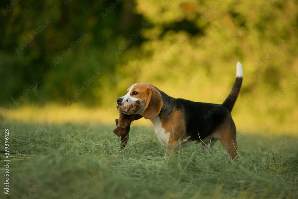 dog in nature, in the park. Beagle puppy runs and plays. dog in nature, in the park. Beagle puppy runs and plays.