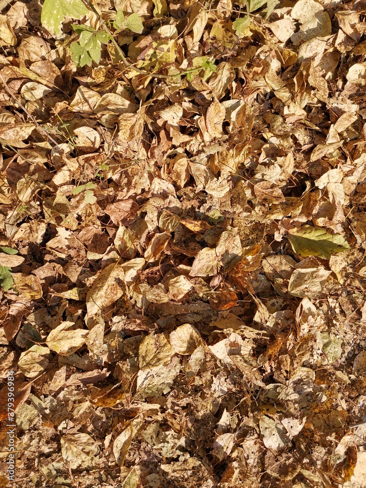 autumn leaves background autumn leaves background
