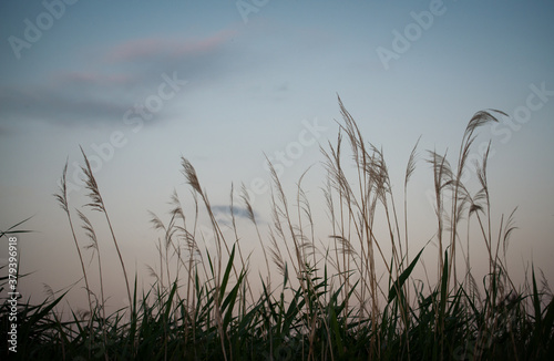 Wild grasses in a forest meadow at sunset. Beautiful autumn nature background