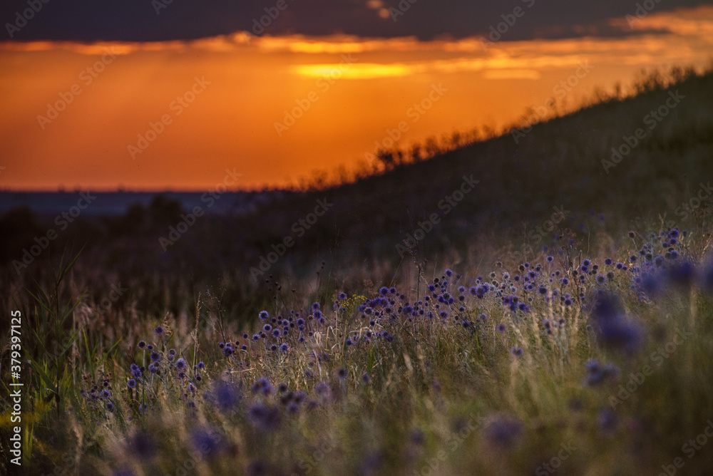 A majestic sunset in a mountain landscape with flowers.