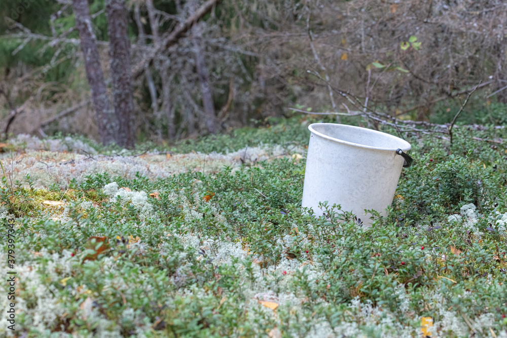 White bucket for picking berries and mushrooms at the edge of the forest