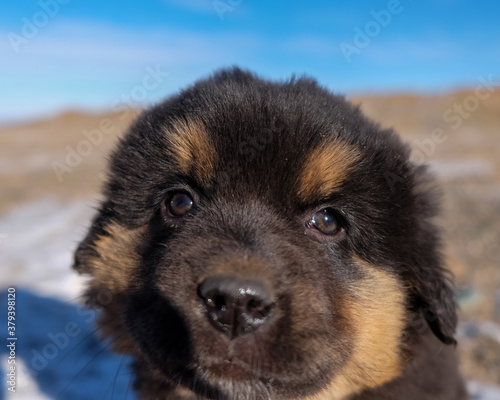 The close up look of a Mongolian Bankhar puppy. 