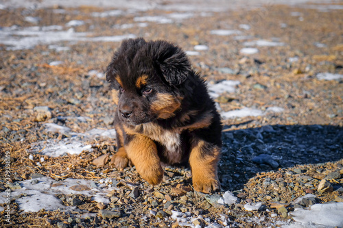A Mongolian Bankhar puppy in desert.
