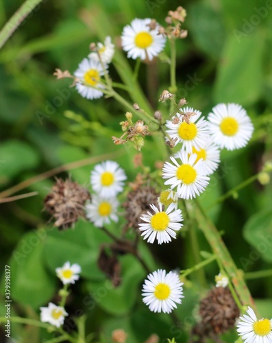 A close view of the wild daisies in the field.