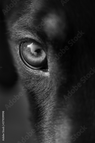 Dog Eye  © Maria
