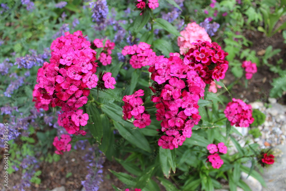 pink flowers in the garden