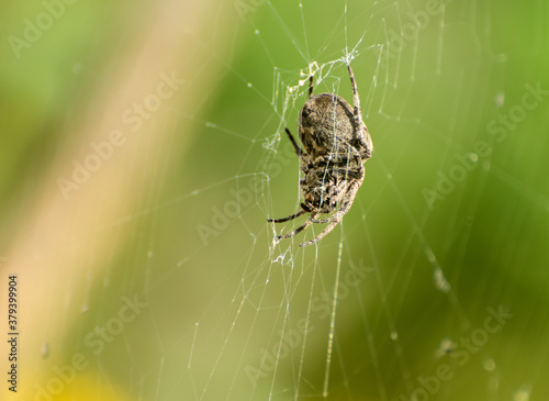 Cross spider sits on his cobweb against sky. (Araneus diadematus). Selective focus with shallow depth of field.