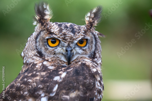 portrait of an owl with amber eyes isolated against a blurred background