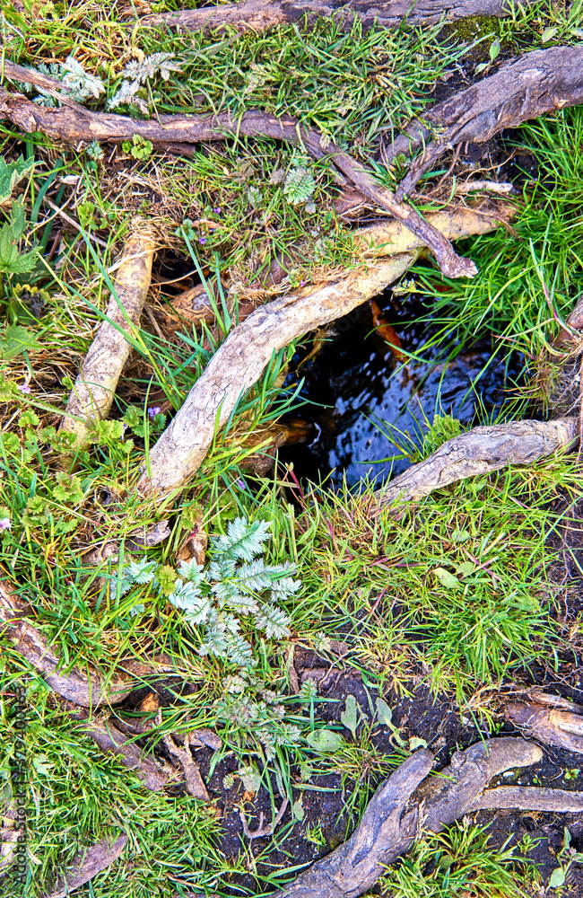 Water hole between green plants and weathered sticks. Nature background. Water hole between green plants and weathered sticks. Nature background.