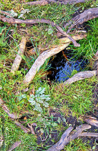 Water hole between green plants and weathered sticks. Nature background.