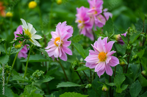 Cosmos flowers. Selective focus with shallow depth of field. © Vladimir Arndt