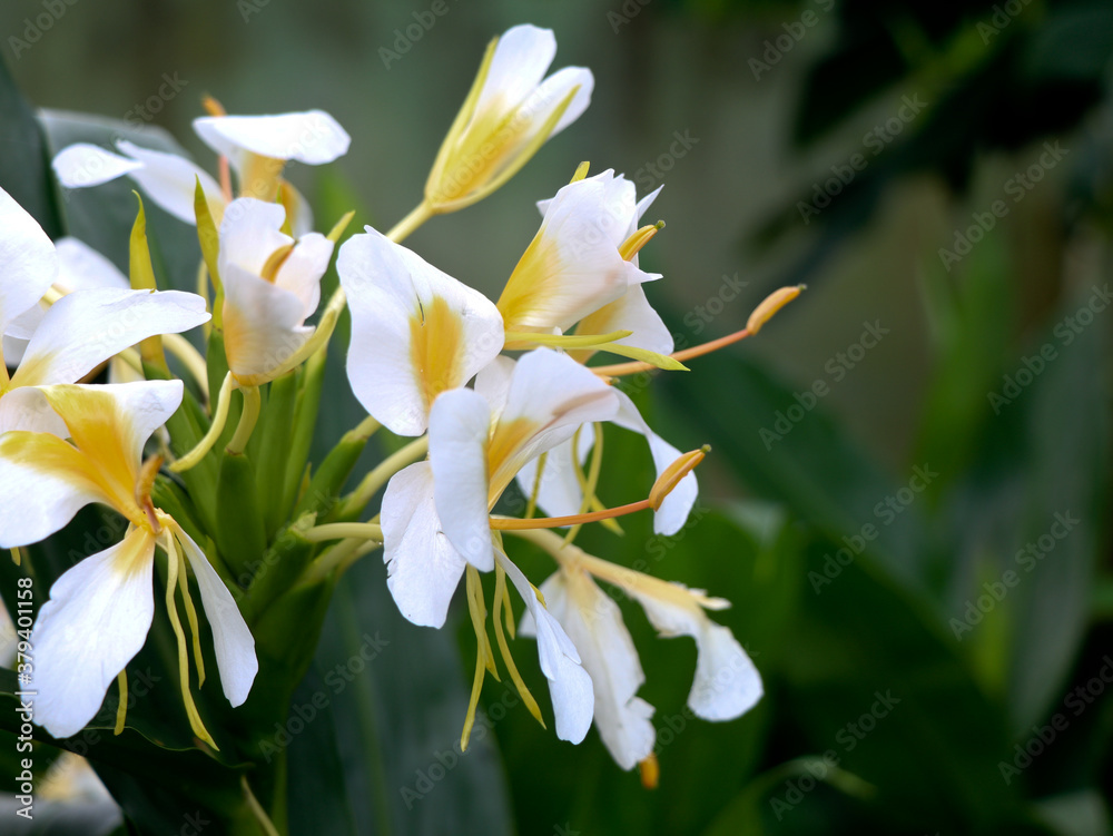 Beautiful white garland-lily or white ginger lily flowers, selective focus Beautiful white garland-lily or white ginger lily flowers, selective focus