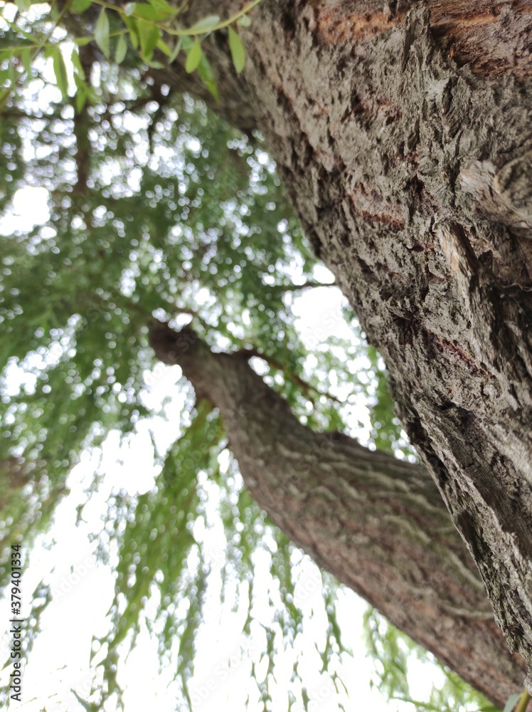 Obraz premium Tree
