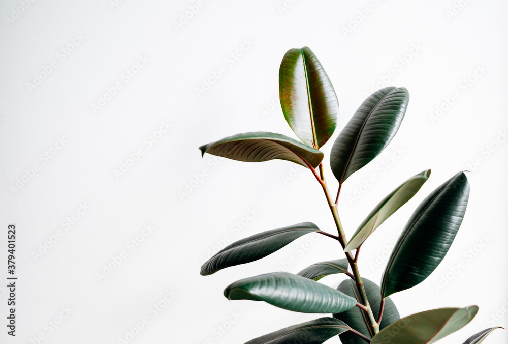 Obraz premium rubber plant on white background