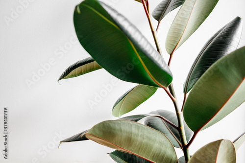 rubber plant on white background