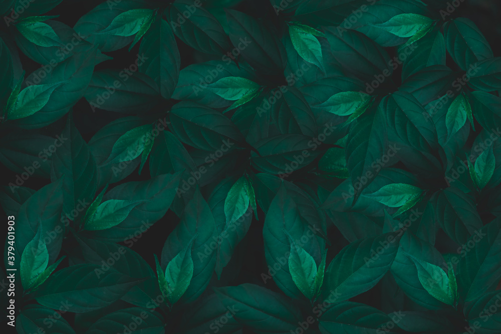 Green leaves background.Green leaves color tone dark in the morning.Tropical Plant in Thailand,environment,good air,fresh.photo concept nature and plant. Green leaves background.Green leaves color tone dark in the morning.Tropical Plant in Thailand,environment,good air,fresh.photo concept nature and plant.