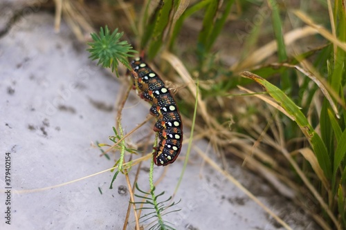 A colorful caterpillar that will soon become a butterfly is eating leaves (Marche, Italy, Europe)