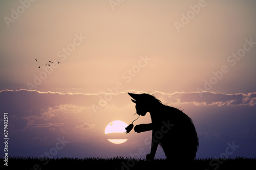silhouette of cat and mouse at sunset