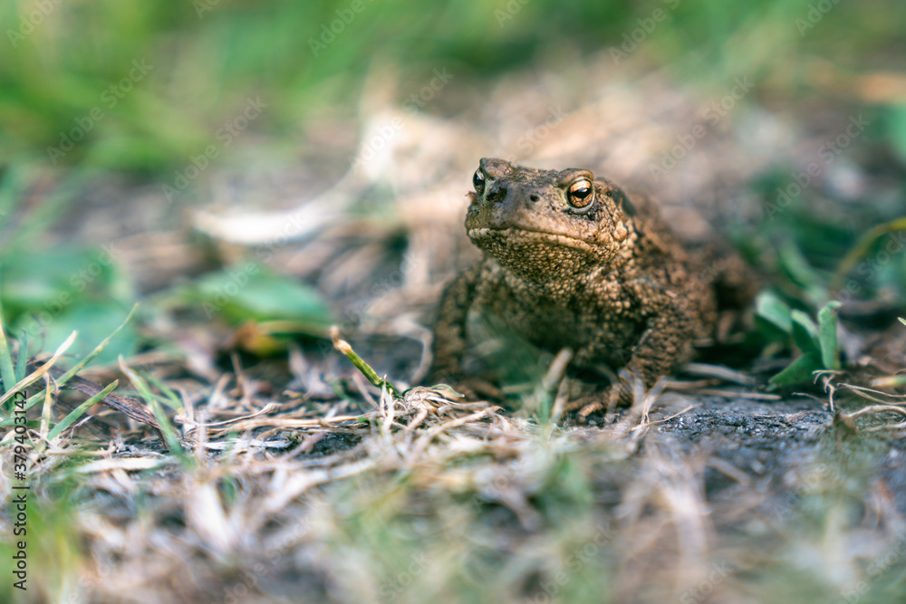 Naklejka premium A toad in the field.