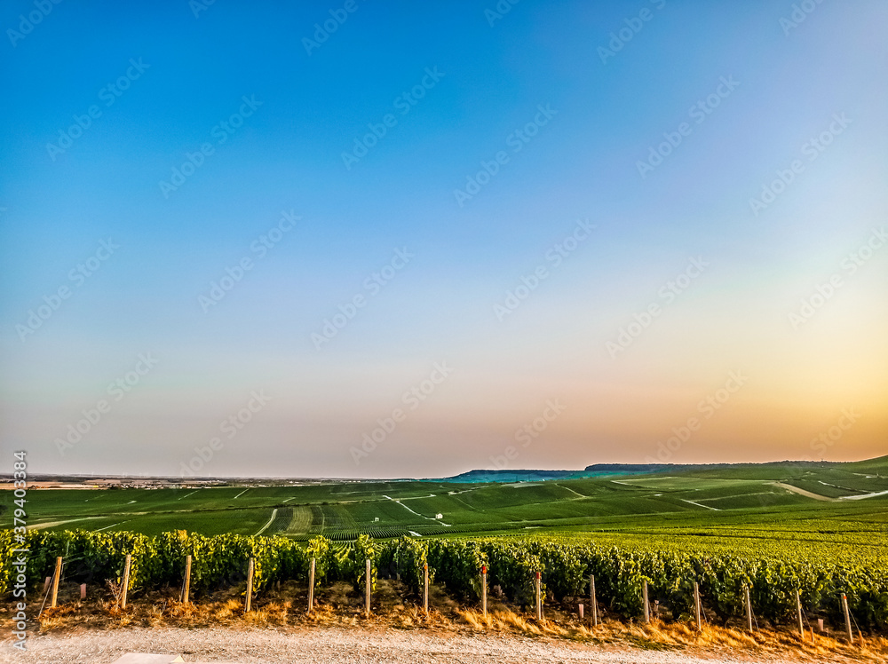 Fototapeta premium vineyard at sunset