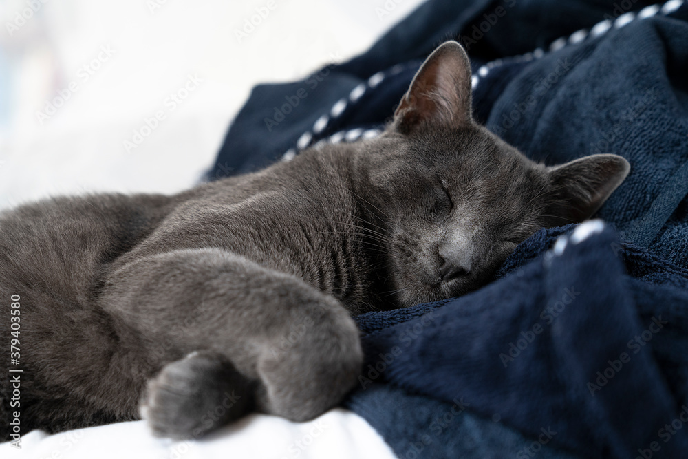 Grey lazy russian blue cat lying on a white and blue bed sleeping