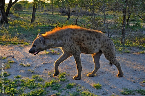 Cruel spotted hyena Crocuta in the sun rays at sunset  Kruger national Park in South Africa  side view