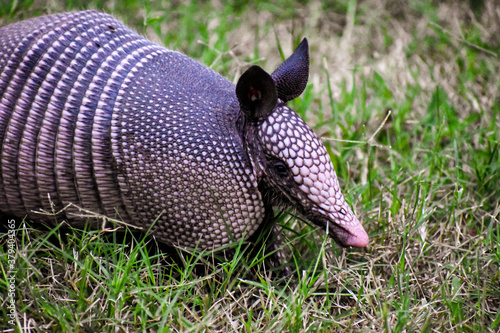 Konstfotografi andy the armadillo