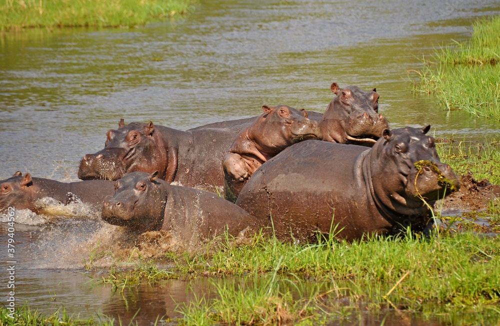 Herd hippos in water, Chobe national park in Botswana