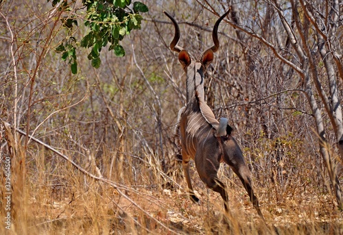 Rear view of Greater kudu buck antelope jumping in natural habitat, Kruger National Park in South Africa