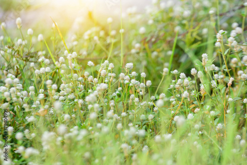 Fototapeta Naklejka Na Ścianę i Meble -  grass with dew drops