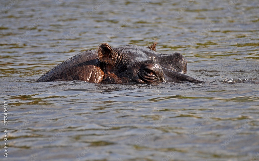 Fototapeta premium Head of huge hippo above water, Chobe national park in Botswana
