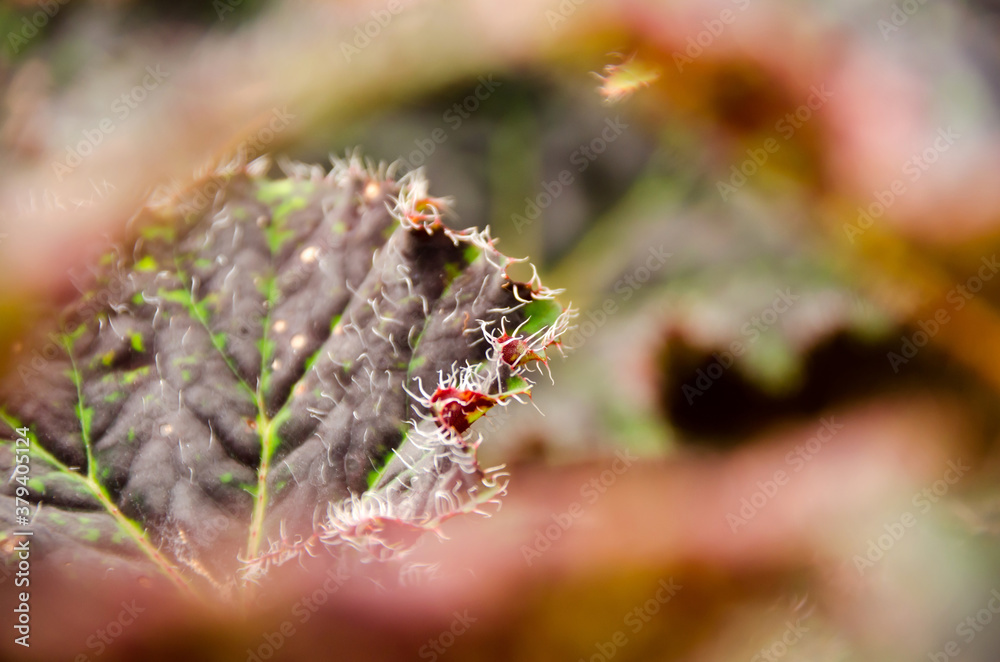 Fresh leaves of begonia on the background of fertile soil. View from above. Macro photo Fresh leaves of begonia on the background of fertile soil. View from above. Macro photo