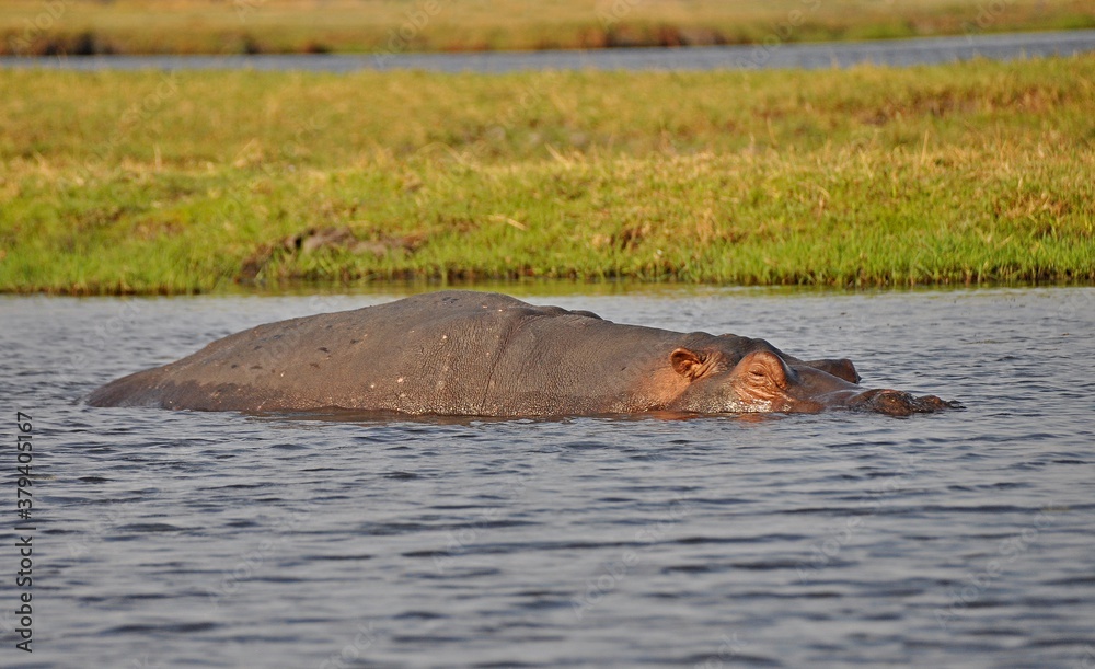 Fototapeta premium Huge hippopotamus in water, Chobe national park in Botswana