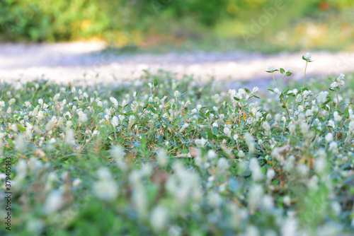 field of flowers